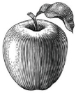 apple